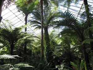 SG-20053 Edinburgh Botanic Garden Palm House - Tropical and temperate