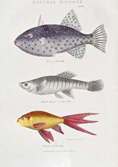 SG-20085 PRINT of spotted file fish, 19th Century Lithograph
