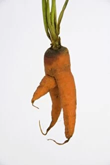 SG-20228 Carrot - man carrot