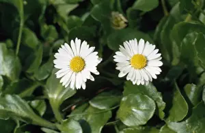 Daisy