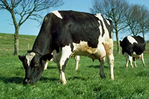 SG-4835 Friesian Cattle - diary cow grazing