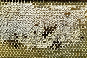 Beekeeping Gallery: SG-8146