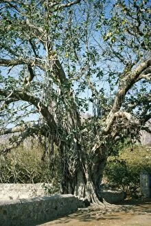 SGI-3828 Banyan Tree