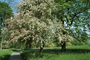 Sgi-4119 Hawthorn Tree