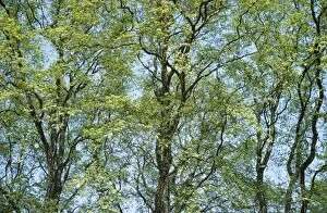SGI-4274 Plane trees - in spring