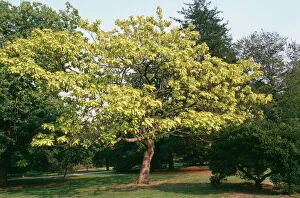 SGI-4772 CATALPA - Indian Bean tree