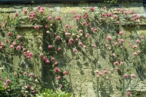 SGI-6623 Rose - growing against old climbing wall
