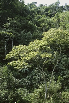 Images Dated 18th September 2008: Shade grown coffee plantation in the mountains near Singayta