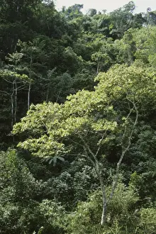 Plantations Prints: Shade grown coffee plantation in the mountains near Singayta, Mexico