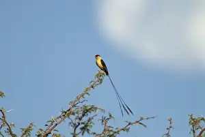 Sexual Dimorphism Prints: Shaft-tailed Whydah male displaying on bush