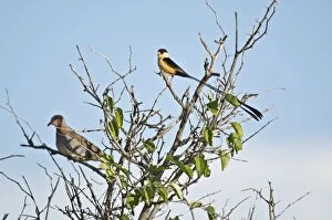Images Dated 2nd March 2008: Shafttailed Whydah - Male on top of bush - Kalahari - Botswana
