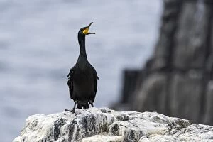 Images Dated 8th August 2015: Shag adult squawking on rock