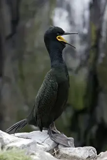Shag Prints: Shag-male in breeding plumage, calling, Farne Isles, Northumberland UK