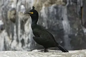 Shag Prints: Shag-male in breeding plumage, Farne Isles, Northumberland UK