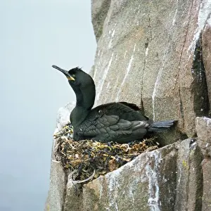 Shag Prints: Shag - on nest