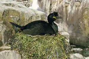 Shag Prints: Shag - on nest Straple Island, Farne Islands