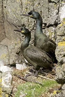 Shag - Pair at nest on cliff