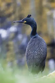 Cormorants Prints: Shag - in the rain - Scotland - UK