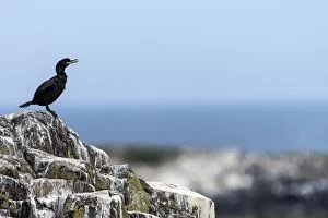 Images Dated 8th August 2015: Shag on rock