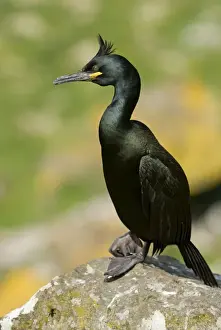 Shag Prints: Shag - On rock - Treshnish Isles - Mull - Scotland