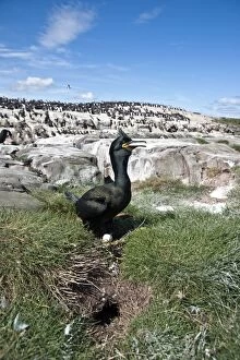 Images Dated 20th May 2010: Shag - settling on eggs