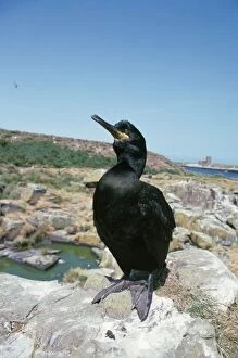 Images Dated 27th July 2006: Shag UK