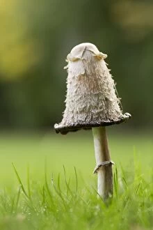 Shaggy Ink Cap Fungi - Autumn