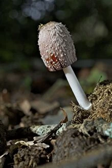 Attract Gallery: The Shaggy Ink Cap - oozes slime to attract flies