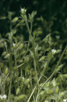 Shaggy Mouse Ear Chickweed