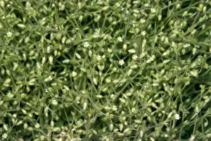Shaggy Mouse Ear Chickweed