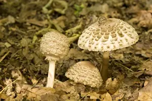 Parasol Prints: Shaggy Parasol - on woodland floor - Lincolnshire - UK