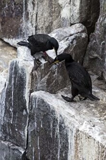 Images Dated 8th August 2015: Shags adults grooming on rock