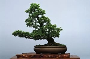 Images Dated 30th April 2007: Shakan style - Bonsai 5 needles pine