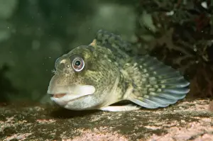 Blenny Prints: Shanny Blenny PM 7996 Littoral, UK Blennius pholis © P. Morris / ARDEA LONDON
