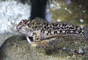 Blenny Gallery: Shanny (composite image)