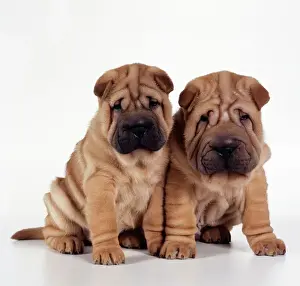 Wrinkles Prints: Shar Pei Dog 2 puppies