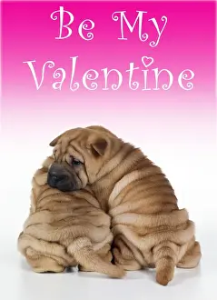 Valentine Prints: Shar Pei Dog 2 puppies - under valentines sign