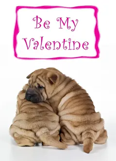 Shar Pei Dog 2 puppies under valentines sign