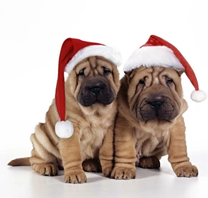 Shar Pei Dog - 2 puppies wearing Christmas hats