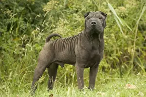 Shar Pei Dog