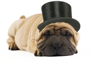 Images Dated 3rd September 2009: Shar-pei Dog - in top hat