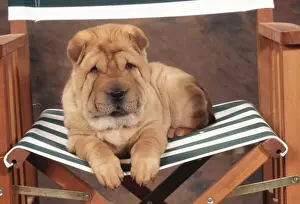 Shar Pei Dog JD 16593E On director's chair © John Daniels / ardea. com