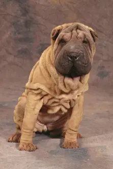 Shar Pei Dog JD 16594 © John Daniels / ardea. com
