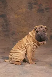 Shar Pei Dog JD 16595 © John Daniels / ardea. com