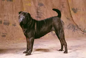 Shar Pei Dog JD 8999 Standing © John Daniels / ARDEA LONDON