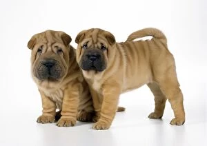 Images Dated 18th October 2011: Shar Pei Dog - puppies