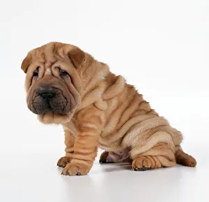 Bizarre Collection: Shar Pei Dog Puppy