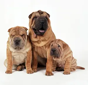 Smiling Prints: Shar Pei Dog With puppy