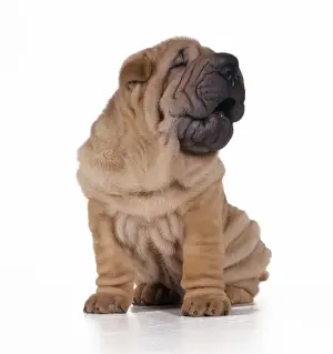 Shar Pei Prints: Shar Pei Dog - puppy