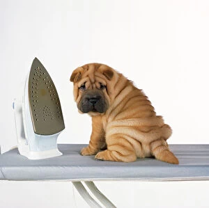 Images Dated 11th August 2009: Shar Pei Dog - puppy with iron on ironing board